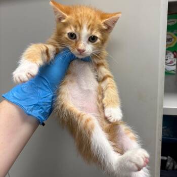Quesadilla -  Domestic Short Hair Cat for Adoption in Columbiana, Alabama - Quesadilla | PetCurious