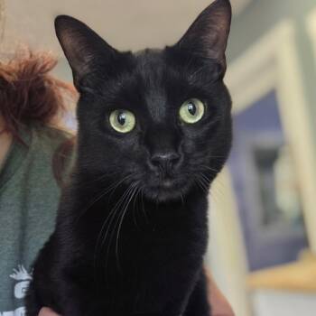Bobby & Zoey -  Domestic Short Hair Cat for Adoption in Warwick, Rhode Island - Bobby & Zoey | PetCurious