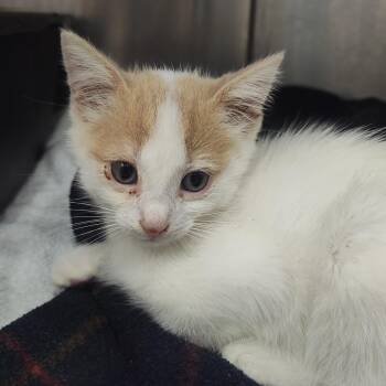 Cloud -  Domestic Short Hair Cat for Adoption in Lake Panasoffkee, Florida - Cloud | PetCurious