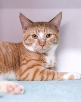 Domestic Short Hair Cats Available for Adoption in Bridgeport, Connecticut - THAMES (0607) | PetCurious