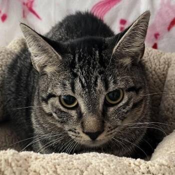 Domestic Short Hair Cats Available for Adoption in Chicago, Illinois - Bandana | PetCurious