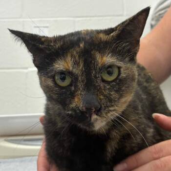 Reese -  Domestic Short Hair Cat for Adoption in Corpus Christi, Texas - Reese | PetCurious