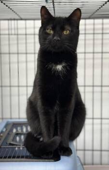 Bruce -  Domestic Short Hair Cat for Adoption in Chalfont, Pennsylvania - Bruce | PetCurious