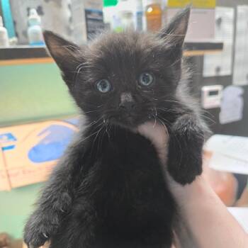 Domestic Short Hair Cats Available for Adoption in Leander, Texas - Catastrophe | PetCurious