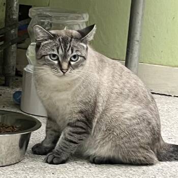 Mama Bunny -  Siamese Cat for Adoption in Mt. Juliet, Tennessee - Mama Bunny | PetCurious