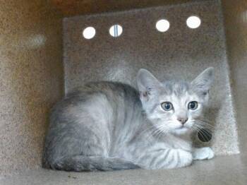 DOERAYME -  Domestic Short Hair Cat for Adoption in Orlando, Florida - DOERAYME | PetCurious