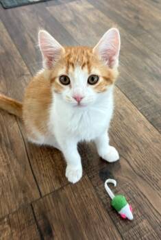 T2 -  Domestic Medium Hair Cat for Adoption in Millcreek, Utah - T2 | PetCurious