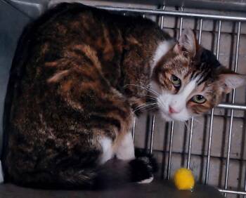 Tabby and Domestic Short Hair Cats Available for Adoption - BANKSY | PetCurious