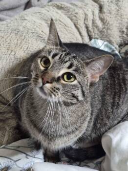 Billie (Bonded to Bowie) -  Domestic Short Hair Cat Available for Adoption in Richmond, Kentucky - Billie (Bonded To Bowie) | PetCurious