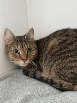 Domestic Short Hair Cats Available for Adoption - Mel | PetCurious