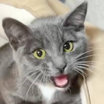 Maria -  Domestic Short Hair Cat for Adoption in San Diego, California - Maria | PetCurious