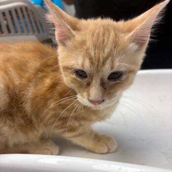 Cosmo -  Domestic Short Hair Cat for Adoption in Parkersburg, West Virginia - Cosmo | PetCurious