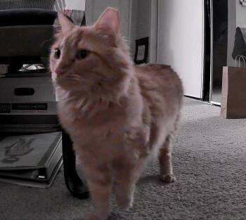 Jorge, Delightful Orange Floof -  Domestic Long Hair Cat Available for Adoption in Fountain Valley, California - Jorge, Delightful Orange Floof | PetCurious