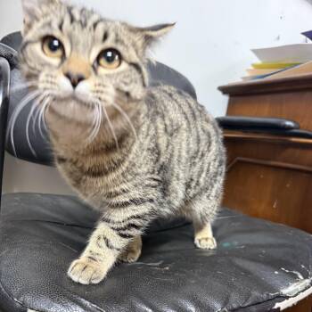 Rescue Tabby Cats for Adoption in Columbia, South Carolina - Dim Sum | PetCurious