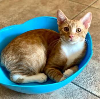 Forrest -  Domestic Short Hair Cat for Adoption in Phoenix, Arizona - Forrest | PetCurious