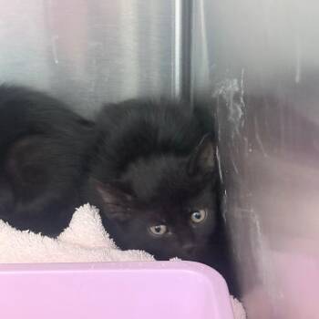 Domestic Short Hair Cats Available for Adoption in Jupiter, Florida - Admiral | PetCurious