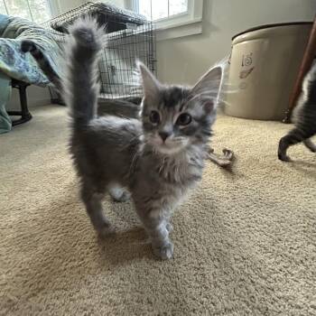 Domestic Medium Hair Cats Available for Adoption in Springdale, Arkansas - Petra | PetCurious