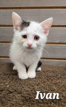 Ivan -  Domestic Short Hair Cat for Adoption in Sidney, Ohio - Ivan | PetCurious