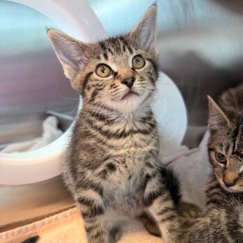 Cauliflower -  Domestic Short Hair Cat for Adoption in Madisonville, Tennessee - Cauliflower | PetCurious