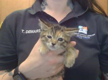 CHARDONNAY -  Domestic Short Hair Cat Available for Adoption in Sacramento, California - CHARDONNAY | PetCurious