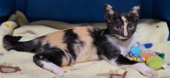 Cali -  Domestic Short Hair Cat for Adoption in Raleigh, North Carolina - Cali | PetCurious