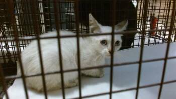 ROSY -  Siamese Cat for Adoption in Doral, Florida - ROSY | PetCurious