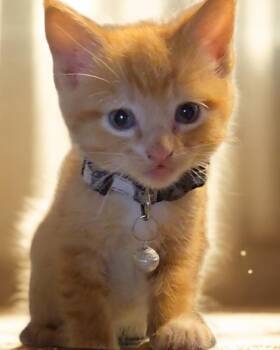 Zayto -  Domestic Medium Hair and Maine Coon Cat for Adoption in Pacifica, California - Zayto | PetCurious