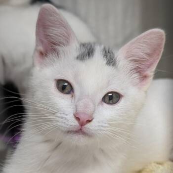 Smudges -  Domestic Short Hair Cat for Adoption in Seattle, Washington - Smudges | PetCurious