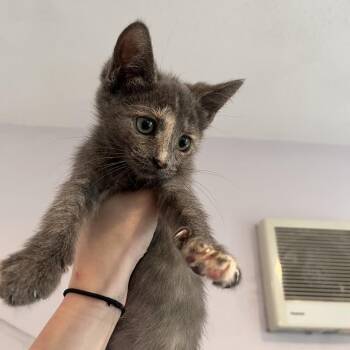 Harley Lou -  Domestic Short Hair Cat for Adoption in Salisbury, Massachusetts - Harley Lou | PetCurious