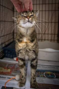 Henna (FCID# 09/09/2026 - 45 Trainer) -  Tabby Cat for Adoption in Greenville, Delaware - Henna (FCID# 09/09/2026 - 45 Trainer) | PetCurious