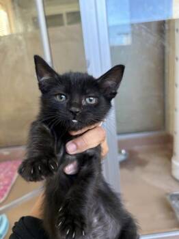 Candy Apple -  Domestic Short Hair Cat for Adoption in Kennewick, Washington - Candy Apple | PetCurious