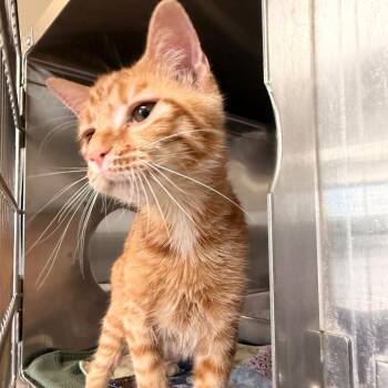Domestic Short Hair Cats Available for Adoption in Indianapolis, Indiana - Juicy | PetCurious