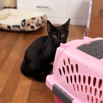 Gouda -  Domestic Short Hair Cat for Adoption in Spokane, Washington - Gouda | PetCurious