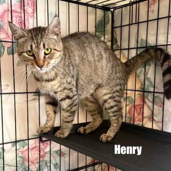 Henry -  Domestic Short Hair Cat for Adoption in Washington, District Of Columbia - Henry | PetCurious