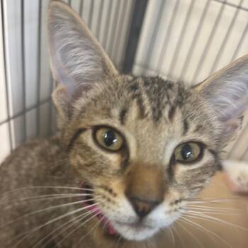 Wisteria -  Domestic Short Hair Cat for Adoption in Lakeland, Florida - Wisteria | PetCurious