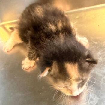 Strawberry -  Domestic Short Hair Cat for Adoption in Tuscaloosa, Alabama - Strawberry | PetCurious
