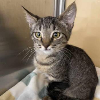 Rescue Tabby and Domestic Short Hair Cats for Adoption in Antioch, California - Cubby | PetCurious