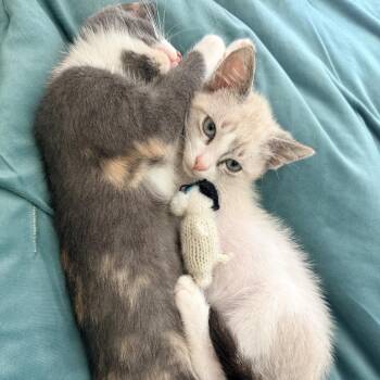 Cobalt -  Domestic Short Hair Cat for Adoption in Tustin, California - Cobalt | PetCurious