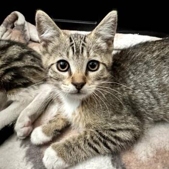 Fox -  Domestic Short Hair Cat for Adoption in Long Beach, California - Fox | PetCurious