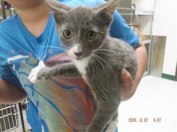 NIMBUS -  Domestic Short Hair Cat for Adoption in Oroville, California - NIMBUS | PetCurious