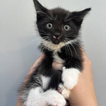 Rescue Domestic Short Hair Cats for Adoption in Greensboro, North Carolina - Tucker | PetCurious