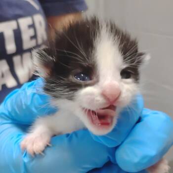 Holler -  Domestic Short Hair Cat for Adoption in Summerville, South Carolina - Holler | PetCurious