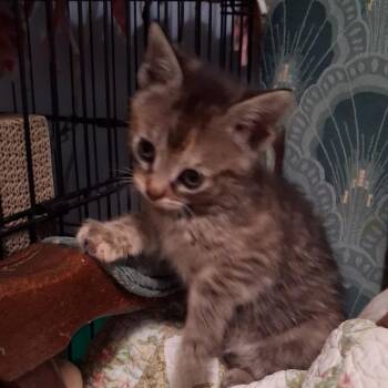 Amira -  Domestic Short Hair Cat for Adoption in Buffalo, New York - Amira | PetCurious