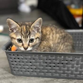 Stardust -  Domestic Short Hair Cat for Adoption in Fredericksburg, Virginia - Stardust | PetCurious