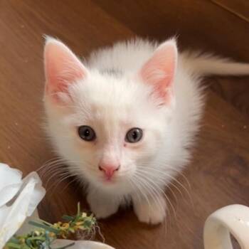 Bunny CS 0626 -  Domestic Short Hair Cat for Adoption - Bunny CS 0626 | PetCurious