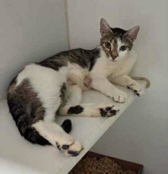 Rescue Domestic Short Hair Cats for Adoption in Atlanta, Georgia - Lillie | PetCurious