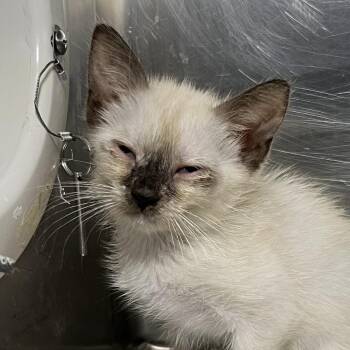 Abby -  Siamese Cat for Adoption in Palm Springs, California - Abby | PetCurious