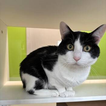 Donovan -  Domestic Short Hair Cat for Adoption in Des Moines, Iowa - Donovan | PetCurious