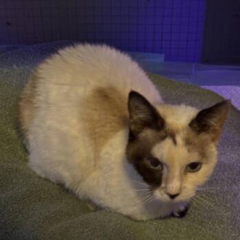 Rescue Snowshoe and Domestic Short Hair Cats for Adoption in Houston, Texas - Pyewacket | PetCurious