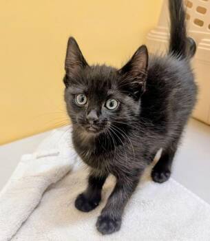 Go-Go -  Domestic Short Hair Cat for Adoption in Sechelt, British Columbia - Go-Go | PetCurious